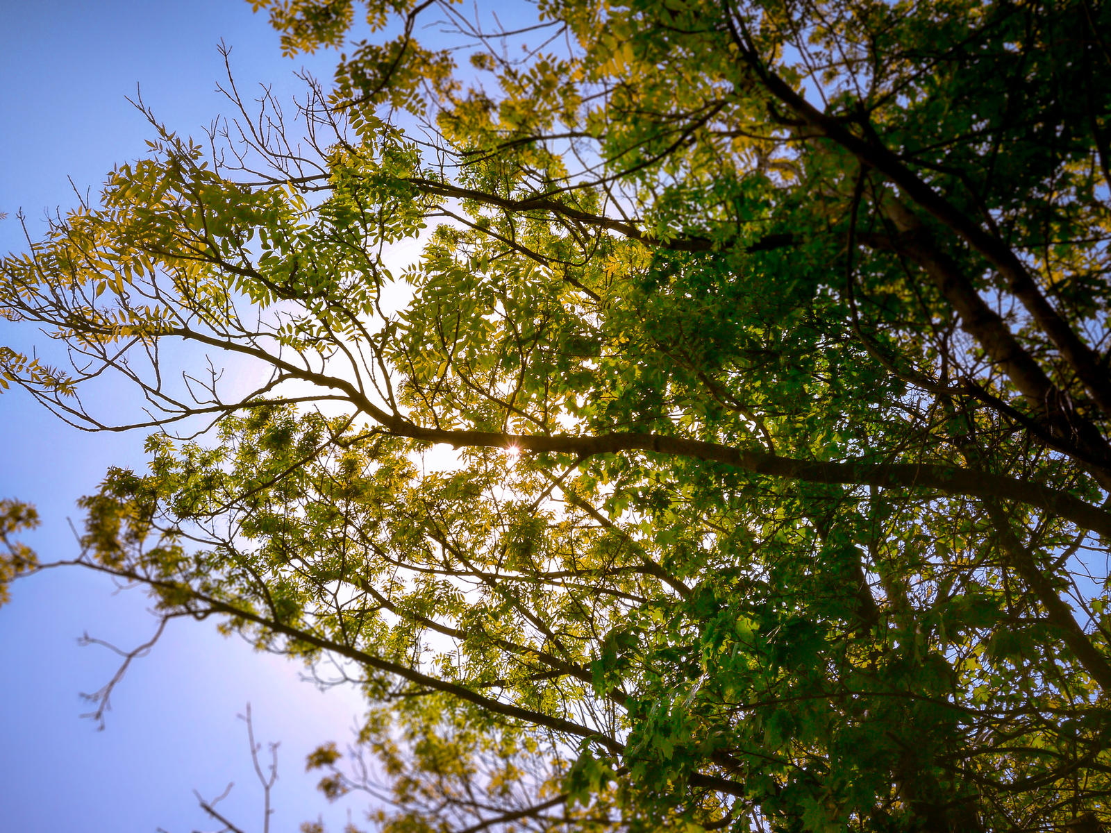 sunray drinking tree