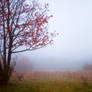 misty autumn