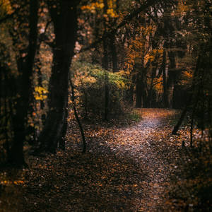 walk in autumnal woods