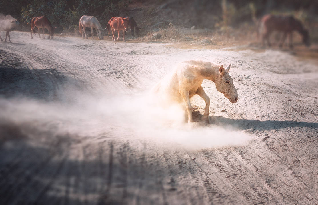 How horses are made. by 8moments