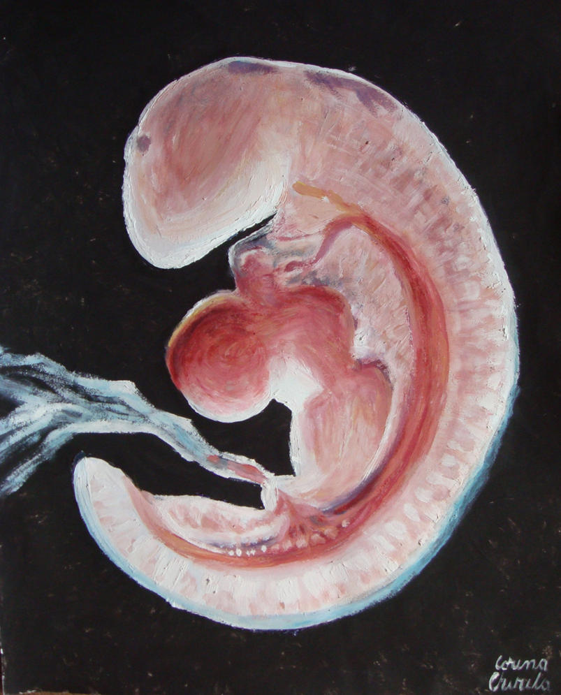 Человеческий эмбрион 4 недель