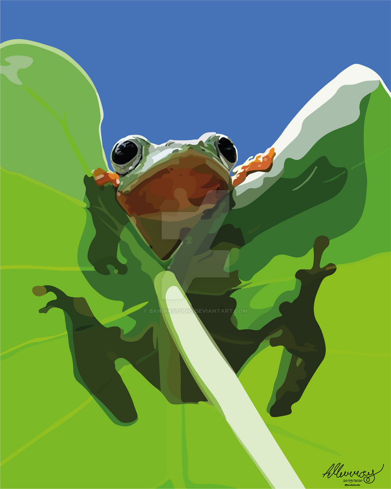 Jimmy the Frog by BandiaStudio on DeviantArt