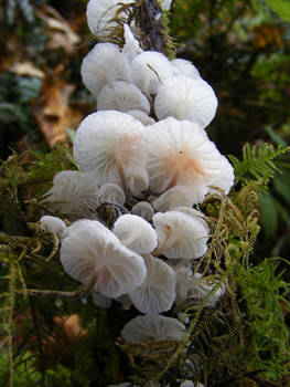 Marasmius candidus