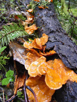 Spring Wood Mushrooms