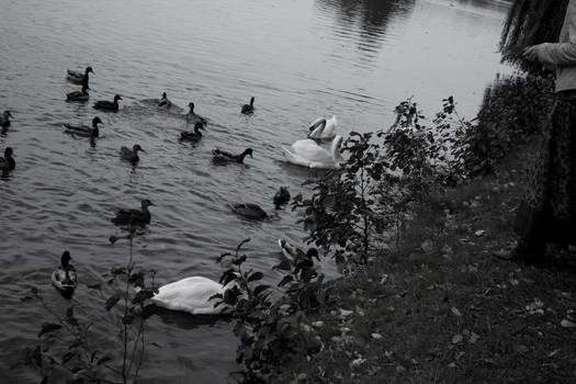 feeding ducks-n-swans