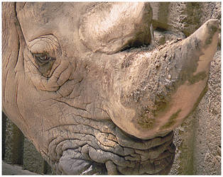 Zoo Series - 2 'Rhino'