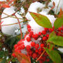 Snow day: Warm Berries