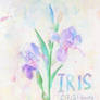 Iris Flower Practice