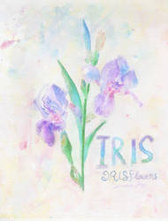 Iris Flower Practice
