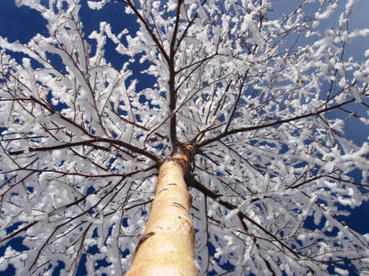 snowy tree