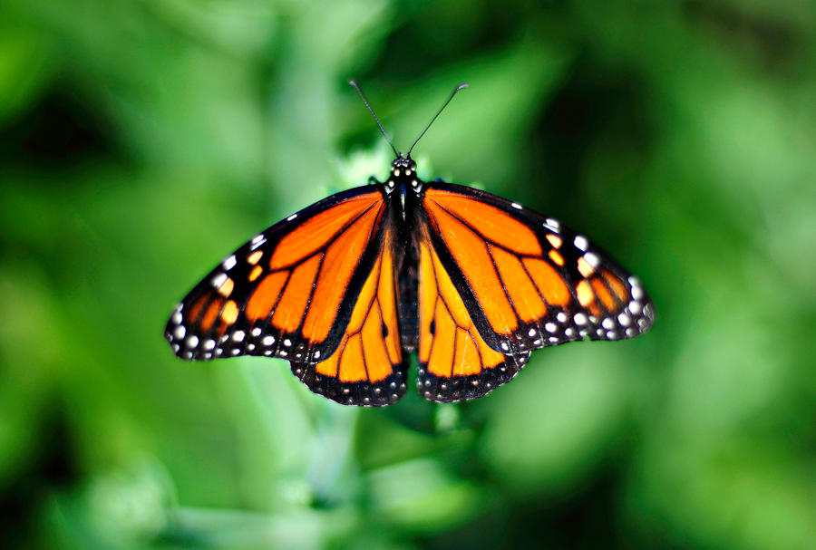 Nature's Monarch