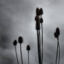 Teasels shining black in the grey summer sky