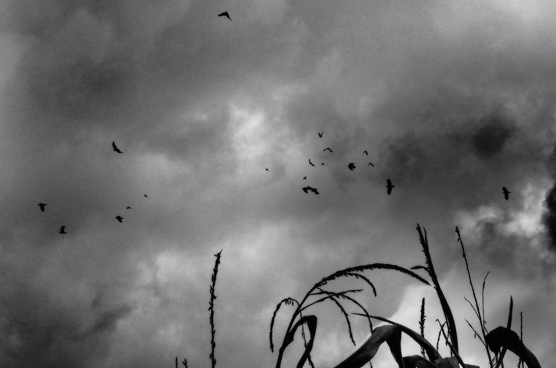 Birds of ill omen by Dystopia-Maxima on DeviantArt