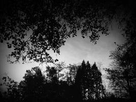 Trees sunk into the lake mirror