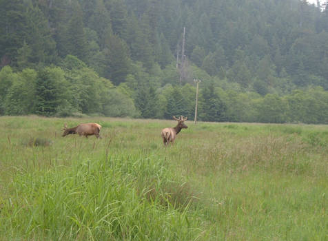 Elk