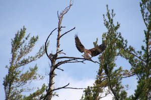 MY Eagle