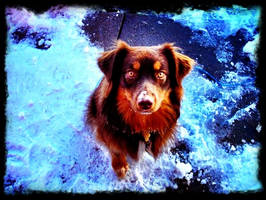 Aussie in the snow.