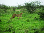 Cheetah 2 (Kruger Park South Africa) by duzetdaram