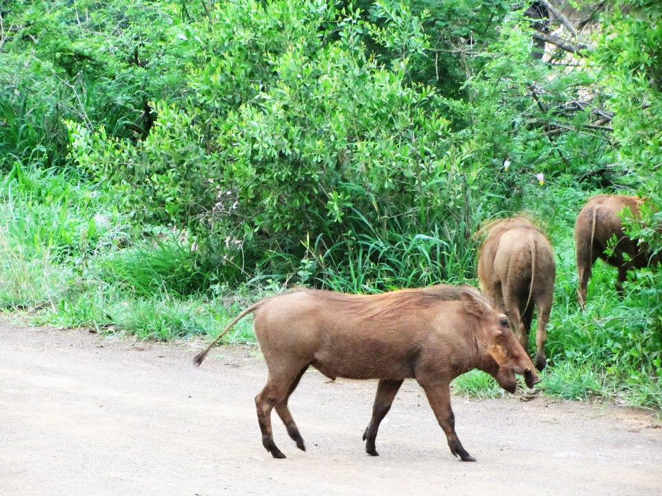 Wild pig (Kruger Park South Africa)