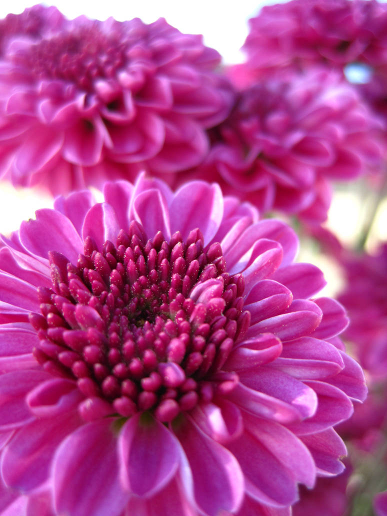 Ivory Button Mums Button Mums 3 by Leila-Kalomi on DeviantArt