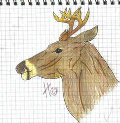 Deer