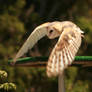 barn owl in flight