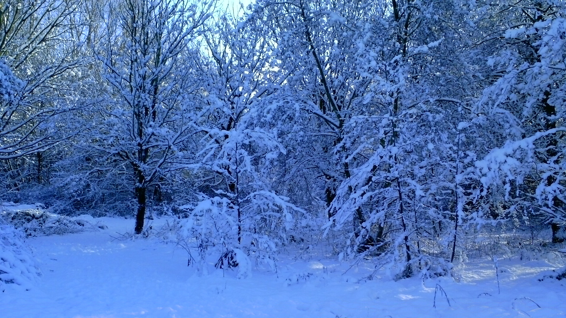 Snowy Trail