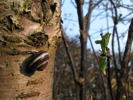 A snail which could be asleep?