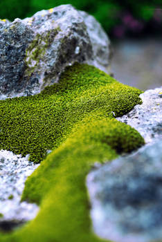 Moss On A Wall