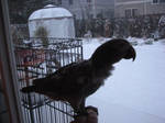 Winter Parrot by BlackjackGabbiani