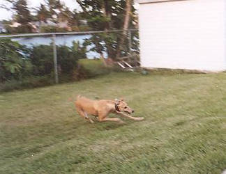 Greyhound Speed