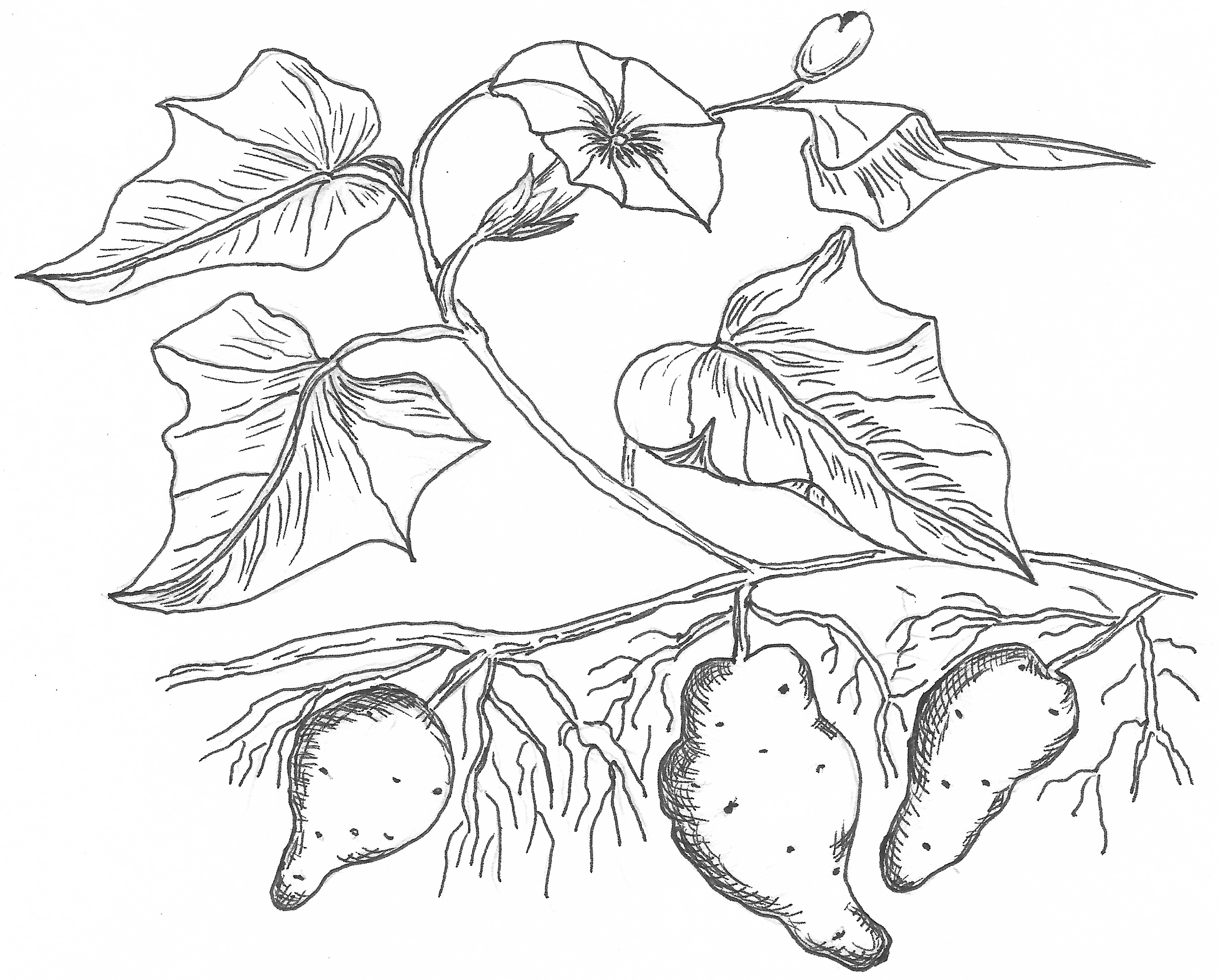 Sweet Potato Plant by KorneliaSan on DeviantArt