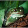 Frog Portrait