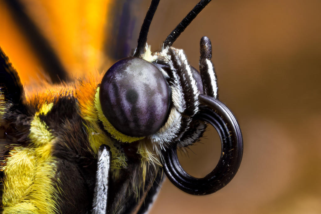 Buttefly Portrait