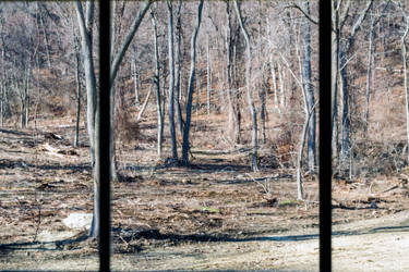 Woods in a Window Pane