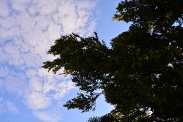 Dark green bush against the sky