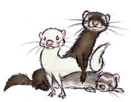 Ferrets