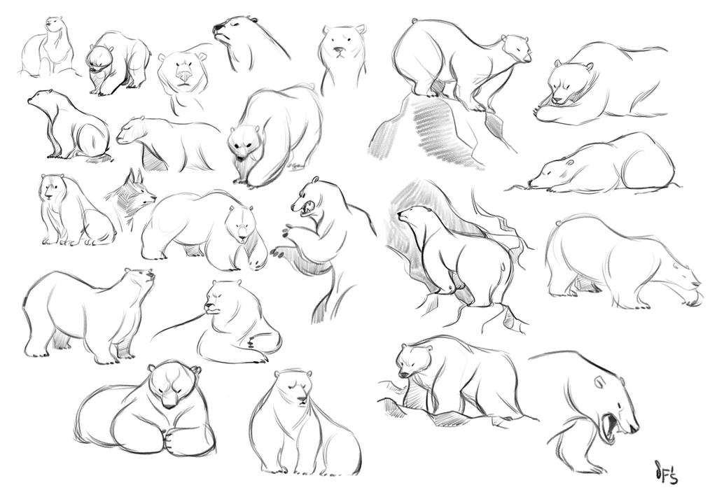 Animal Studies: Polar Bears by Tigerhawk01 on DeviantArt Animal Studies: Polar Bears by Tigerhawk01 on DeviantArt