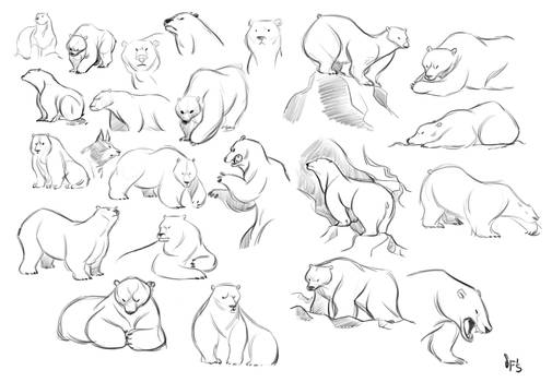 Animal Studies: Polar Bears