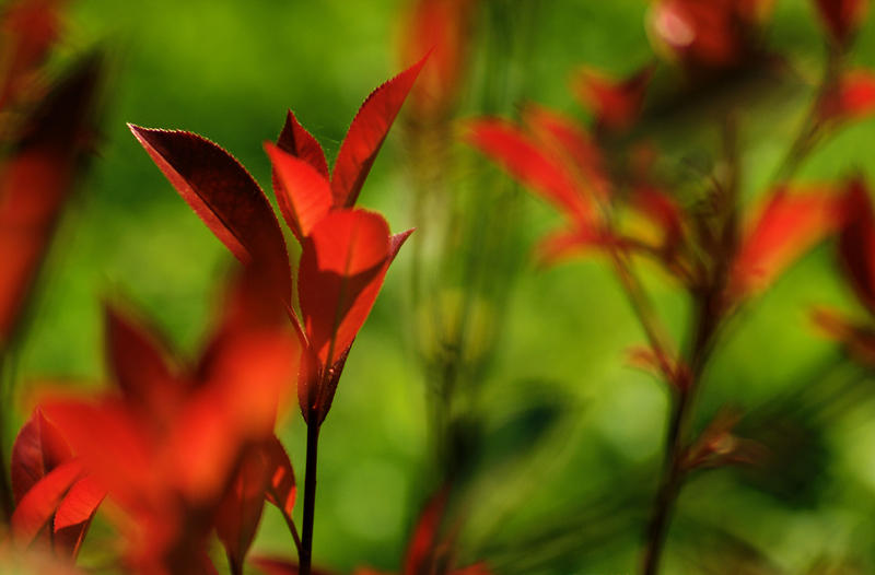 Rouge by pHoToPhOtOcLo on DeviantArt