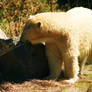 polar bears 2