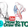 HOW TO DRAW THE MALE AND FEMALE TORSO - A tutorial