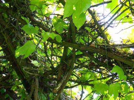 Snaking Branches.