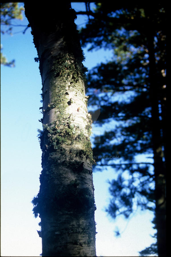 Brich Tree by maybell15 on DeviantArt