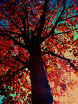colorful tree - low angle by Echan44