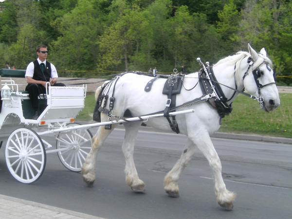 Horse in the Road