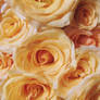 Cream Rose