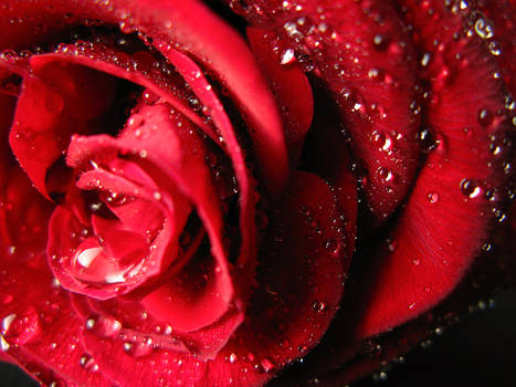 Precious Red Rose