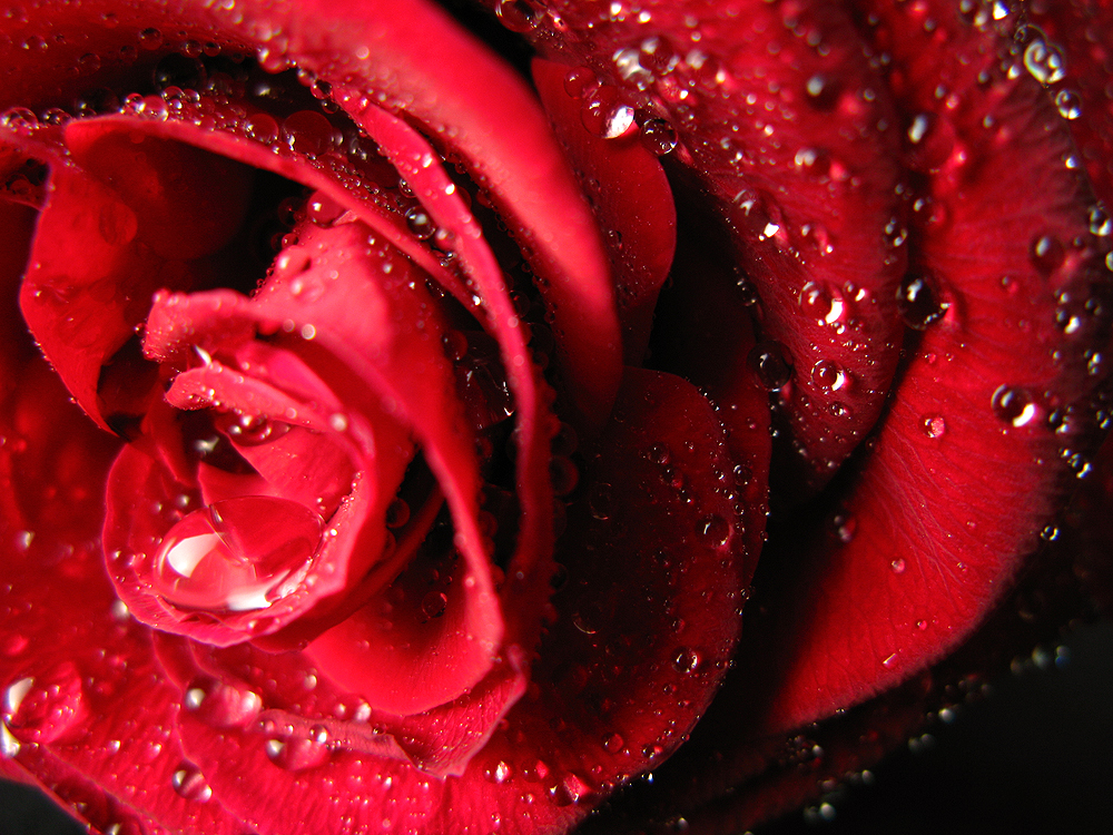 Precious Red Rose