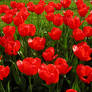 Red tulips